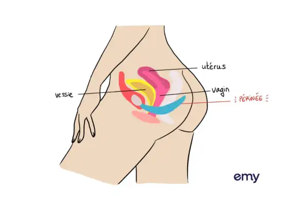 Schéma du bassin féminin montrant utérus, vagin, vessie et périnée. Peut-on faire la rééducation du périnée enceinte ? Oui, c'est même conseillé.