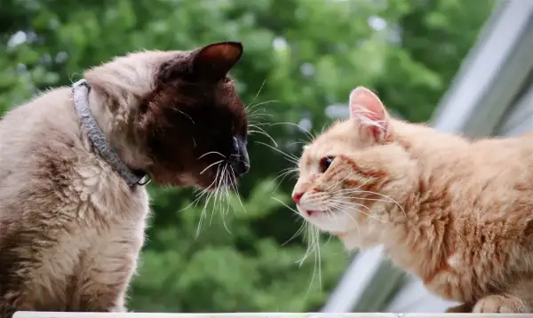 Two cats, one Siamese and one orange tabby, cautiously sniff each other, a moment captured in the art of how to introduce cats.