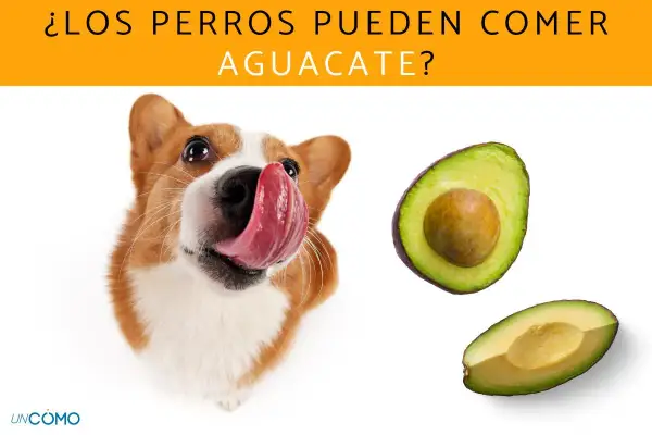 Un perro adorable con la lengua afuera mira dos mitades de aguacate. ¿Los perros pueden comer aguacate?