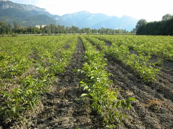 Fila di giovani alberi in un campo, pronti per coltivare noci. Montagne sullo sfondo.
