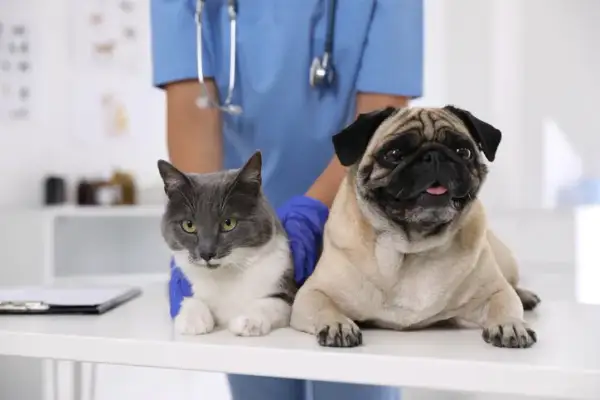 Veterinario Zaragoza: Encuentra la mejor atención para tu mascota