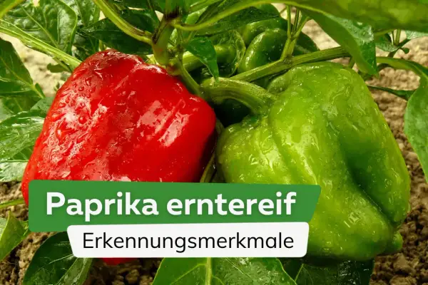Reife Paprika erkennen: Eine rote und eine grüne Paprika hängen an einem Strauch. Wann paprika ernten? Die Farbe verrät es!