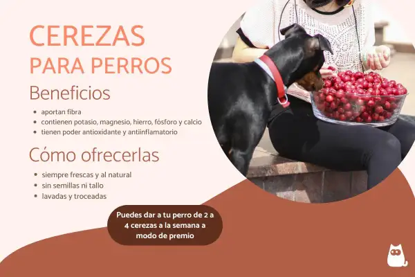 Un perro negro mira un tazón de cerezas. La imagen explica que sí, pueden comer cerezas los perros, con moderación.