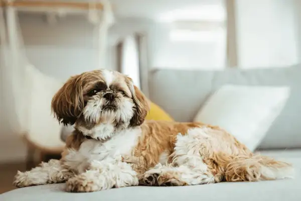 Ile gram karmy dla szczeniaka shih tzu? Kluczowe wskazówki żywieniowe.