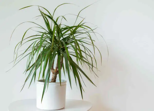 Un dracaena aux feuilles vertes et fines dans un pot blanc. Un guide pour l'entretien de votre dracaena.