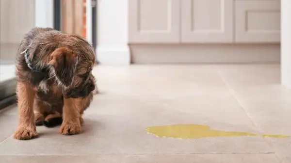 Un cachorro parece avergonzado junto a un charco de orina, sugiriendo incontinencia urinaria en perros.