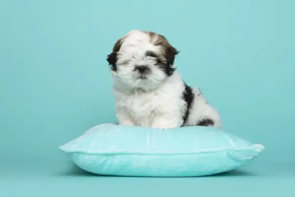 Uroczy szczeniak shih tzu na poduszce. Podstawy jak wychować szczeniaka tej rasy.