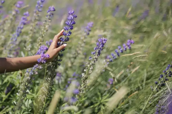 Main d'une femme effleurant des fleurs de lupin, évoquant les bienfaits des lupins pour les cheveux.