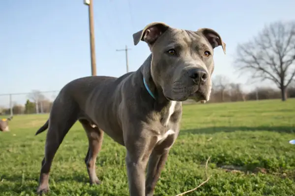 Un American Staff catégorie 1, un chien musclé au pelage gris, se tient dans un parc verdoyant sous un ciel bleu clair.