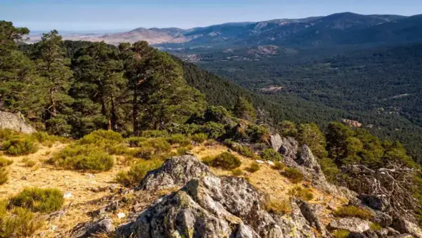 Vista panorámica del **parque nacional de la Sierra de Guadarrama**, con pinos, rocas y vegetación baja en primer plano, y un denso bosque y montañas al fondo.