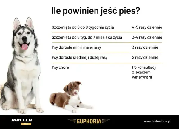 Tabela: ile powinien jeść szczeniak i pies dorosły. Husky i szczeniak border collie obok tabeli.