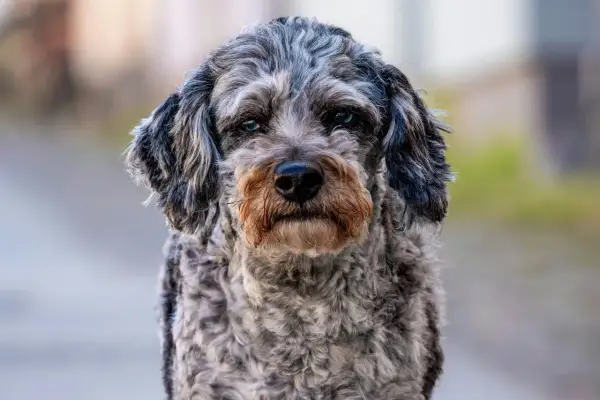 Ein neugieriger Australian Shepherd Pudel Mix mit blauen Augen und grauem, lockigem Fell blickt in die Kamera.
