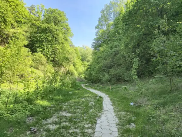 Ścieżka wije się przez zielony wąwóz korzeniowy dół, otoczony bujną roślinnością i drzewami.