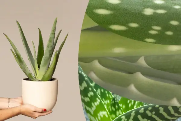 Eine Aloe Vera Pflanze in einem Topf, gehalten von Händen. Nahaufnahmen zeigen die grünen, fleckigen Blätter, ideal für das Schlafzimmer.
