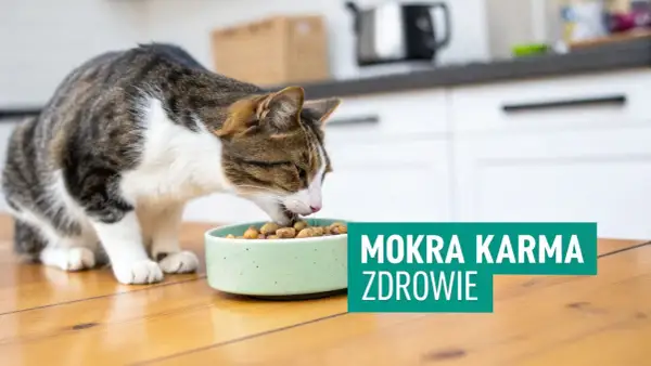 Kot zajada mokrą karmę ze swojej miseczki. Wybór odpowiedniej karmy to klucz do zdrowia Twojego pupila.