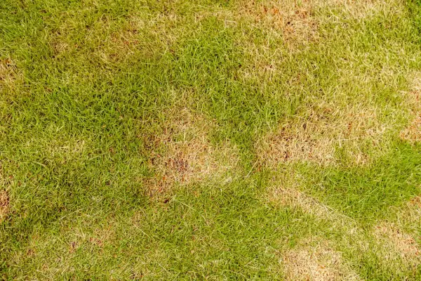 El césped amarillo y verde se ve seco en algunas zonas, como si el sol hubiera quemado algunas partes.