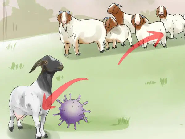 Capra con mastite, virus e gruppo di capre. Illustrazione su rimedi naturali per la mastite nelle capre.