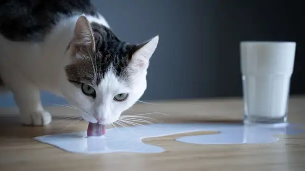 Gato blanco y negro bebe leche sin lactosa derramada en la mesa.
