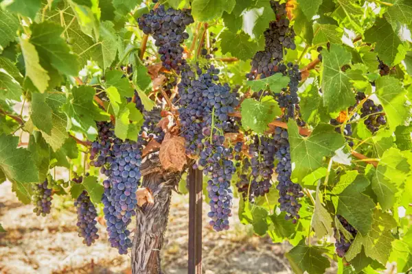 Dojrzałe kiście ciemnych winogron na krzewie, jakby z winnicy Crozes Hermitage, gotowe do zbioru.