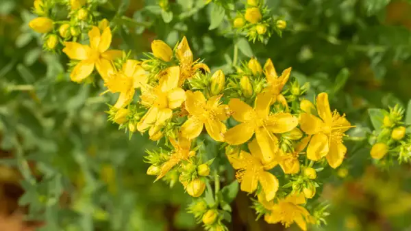 Ein Strauß leuchtend gelber Blüten der Johanniskraut-Pflanze, umgeben von grünem Laub und Knospen.