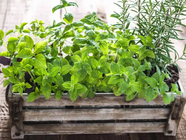 Erbe aromatiche in un cesto di legno: basilico, menta e rosmarino mai vicino, per un profumo unico.