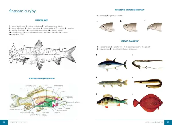 Anatomia ryby: schemat budowy zewnętrznej i wewnętrznej, różne kształty ciała ryb, położenie otworu gębowego.