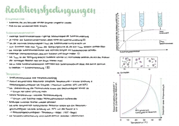 Notizen zu enzymatischen Reaktionen: Die RGT-Regel beschreibt, wie sich die Reaktionsgeschwindigkeit mit der Temperatur ändert.