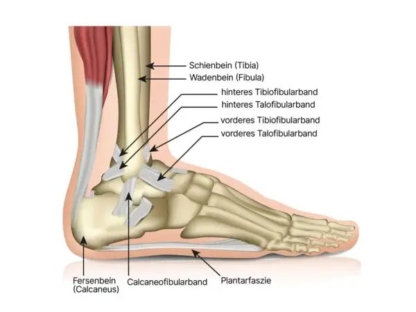 Detailansicht des **Aufbaus Sprunggelenk**: Schien- und Wadenbein, Bänder wie vorderes und hinteres Tibiofibularband, sowie Fersenbein und Plantarfaszie.