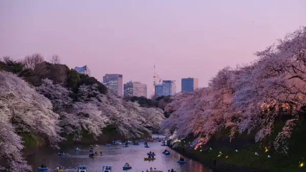Boote auf einem Kanal unter Kirschblüten in Tokio. Ein Traum für jeden, der Work and Travel Japan erleben möchte.
