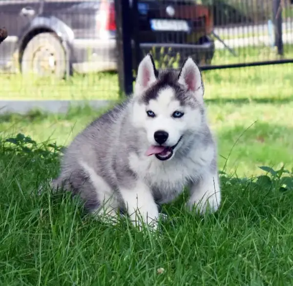 Ile kosztuje husky z rodowodem? Ceny, które mogą zaskoczyć