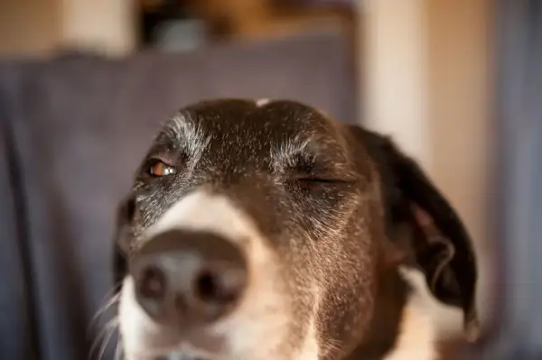 Ein Hund blinzelt verschmitzt in die Kamera. Seine Augen sind halb geschlossen, als würde er ein Geheimnis verraten.