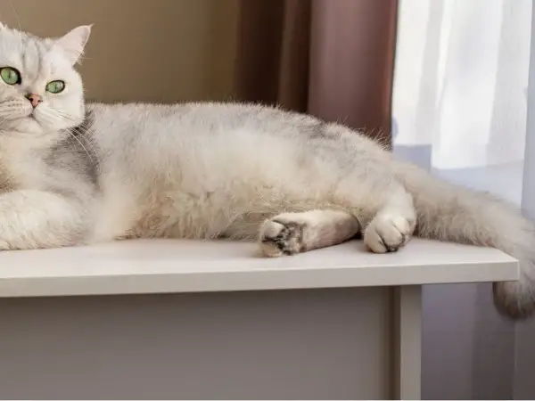 Gato blanco con ojos verdes, relajado sobre una mesa. Su cola se mueve suavemente, quizás explicando porque los gatos mueven la cola.