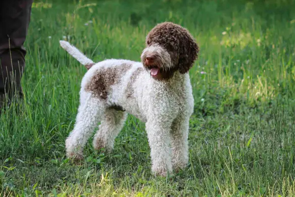 Un perro lagotto romagnolo, con su característico pelo rizado blanco y marrón, descansa en la hierba.