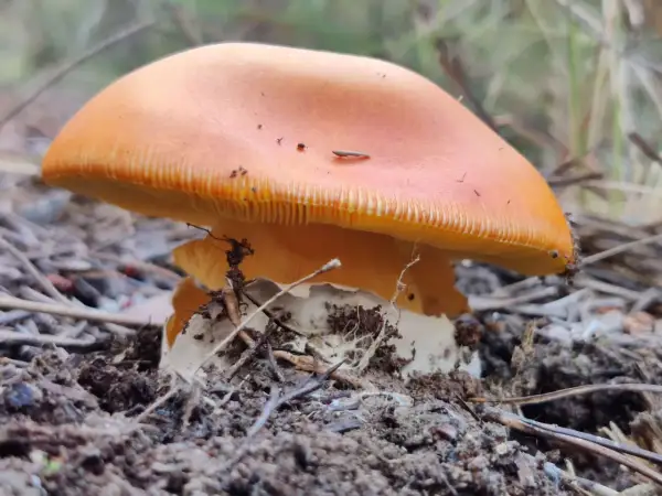 Un hongo de color naranja vibrante, como un huevo de rey, emerge de la tierra, rodeado de agujas de pino y hojarasca.