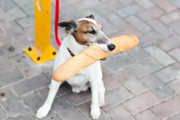 Piesek z bagietką w pysku. Czy pies może jeść chleb? Ten psiak chyba już wie!