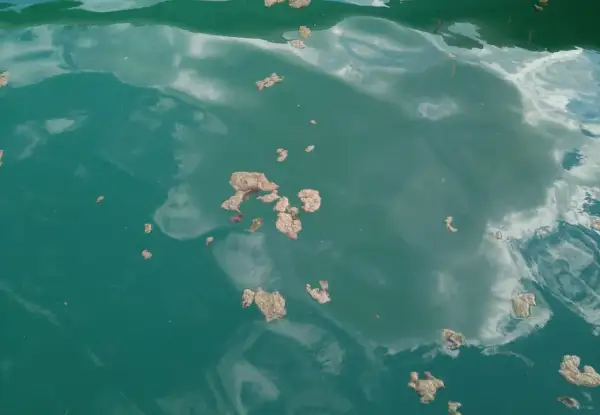 Des amas d'algues lac flottent à la surface de l'eau, reflétant le ciel nuageux.