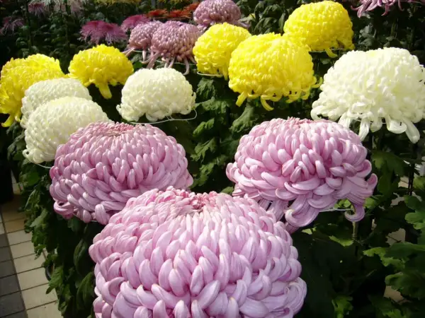 Fiori di crisantemi rosa, gialli e bianchi in piena fioritura, un'esplosione di colori che celebra la coltivazione crisantemi.