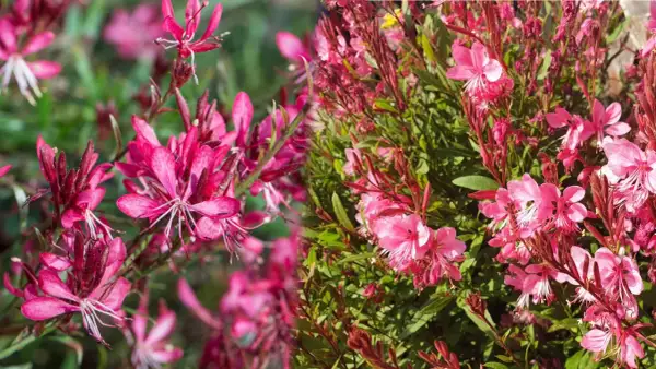 Różowe gaura odmiany, z delikatnymi płatkami i długimi pręcikami, tworzą bujne kępy.