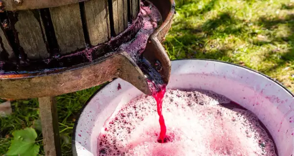 Traubenmost fließt aus einer alten Presse in eine Schüssel. So wird Wein hergestellt, kurzfassung.