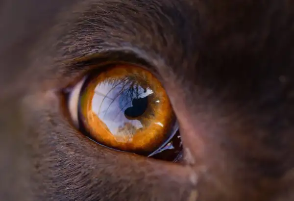 Nahaufnahme eines braunen Hundeauges, das mit einem Ausdruck von leichter Verärgerung verdreht ist.
