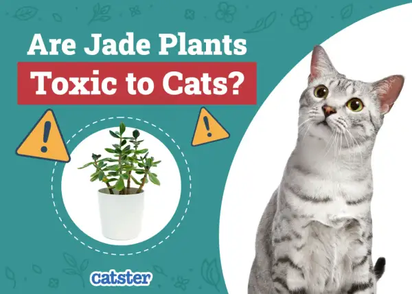 A curious cat looks up at a jade plant, prompting the question: are jade plants toxic to cats?