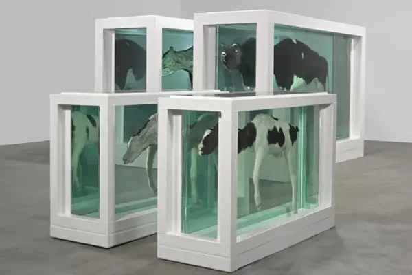 Four preserved calves, a mother and child divided, are displayed in glass tanks.