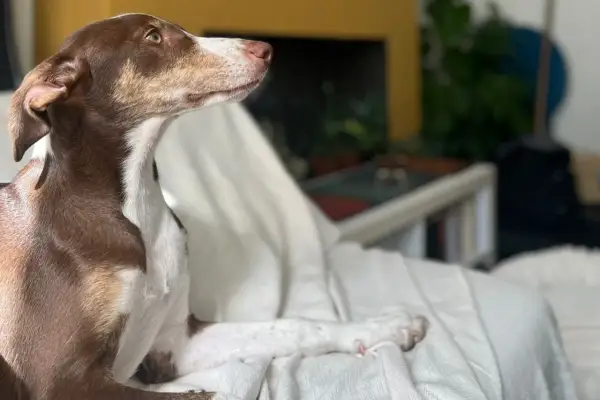 Un cachorro podenco de 3 meses, con pelaje marrón y blanco, descansa sobre una manta blanca, mirando atentamente hacia la distancia.