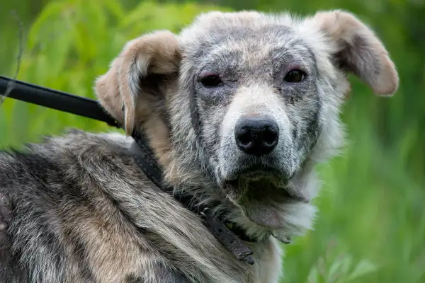 Hund mit Hautproblemen, möglicherweise durch Demodex Milben verursacht. Sein Fell ist struppig, die Haut gerötet und schuppig.