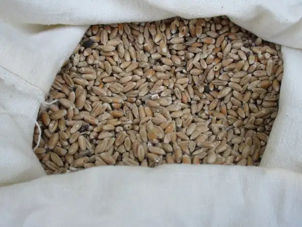 Sacconero pieno di grano di solina, pronto per essere macinato.