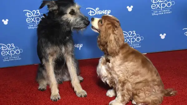 Zakochany kundel i jego towarzyszka, jak z filmu, na czerwonym dywanie D23 Expo.