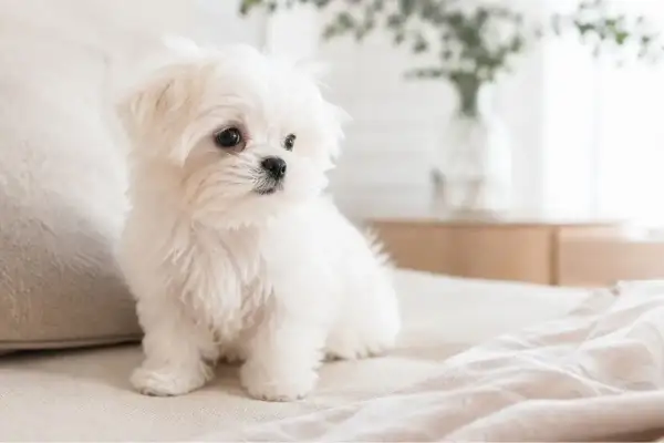 Adorable cachorro de raza de perro bichón maltés, con su pelaje blanco y esponjoso, sentado en una cama.