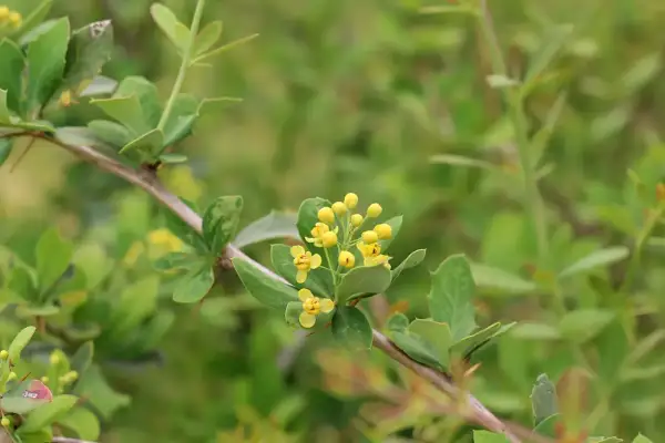 Ramo di berberis con piccoli fiori gialli. La berberina, estratta da questa pianta, è nota per i suoi benefici sul colesterolo.