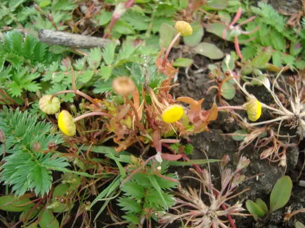 Petites fleurs jaunes et bourgeons sur des tiges fines, entourés de feuilles vertes dentelées, évoquant une **cotule pied-de-corbeau** dans un sol rocailleux.