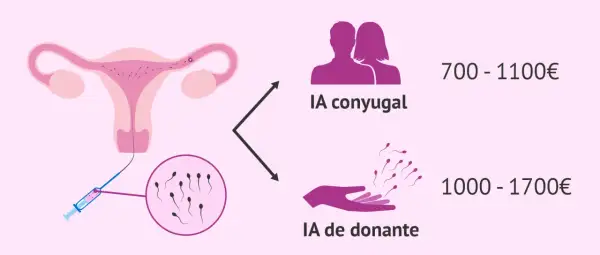 IA conyugal: 700-1100€. IA donante: 1000-1700€. Descubre cuanto cuesta una inseminación artificial en España.